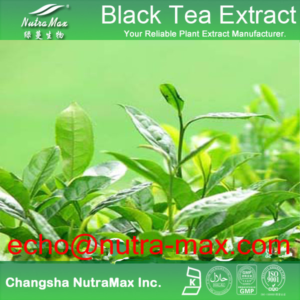 Black Tea Extract 40% Theaflavine