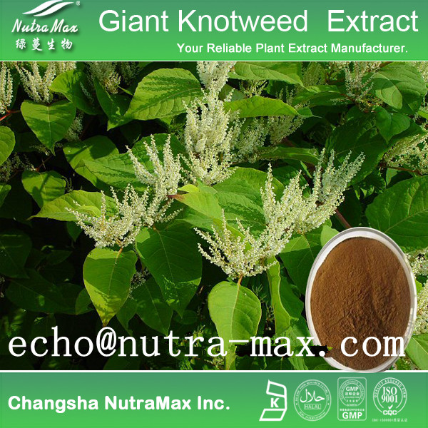 Giant Knotweed Extract 98% Resveratrol