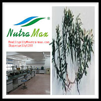 千层塔提取物（gelly@nutra-max.com）长沙绿蔓生物科技有限公司