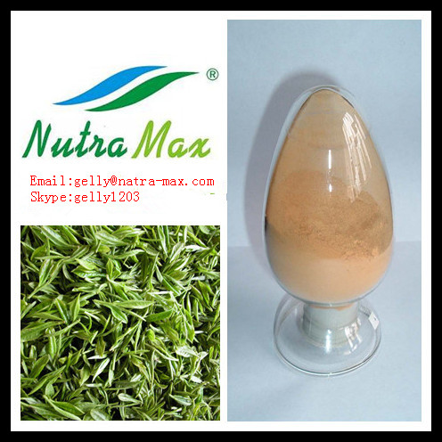 绿茶提取物30%L茶氨酸（gelly@nutra-max.com）长沙绿蔓生物科技有限公司
