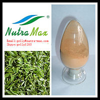 绿茶提取物30%L茶氨酸（gelly@nutra-max.com）长沙绿蔓生物科技有限公司