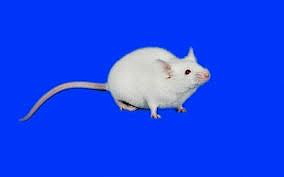 NIH小鼠