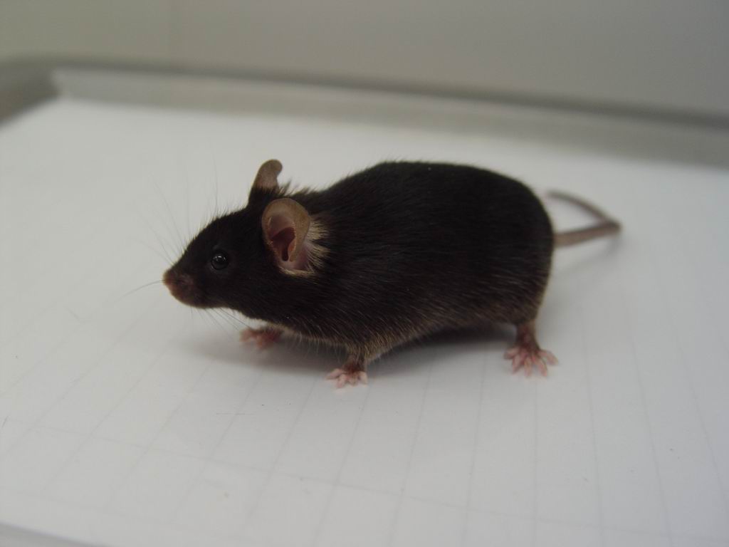 帕金森症（PD）模型小鼠