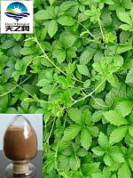 供应绞股蓝皂甙