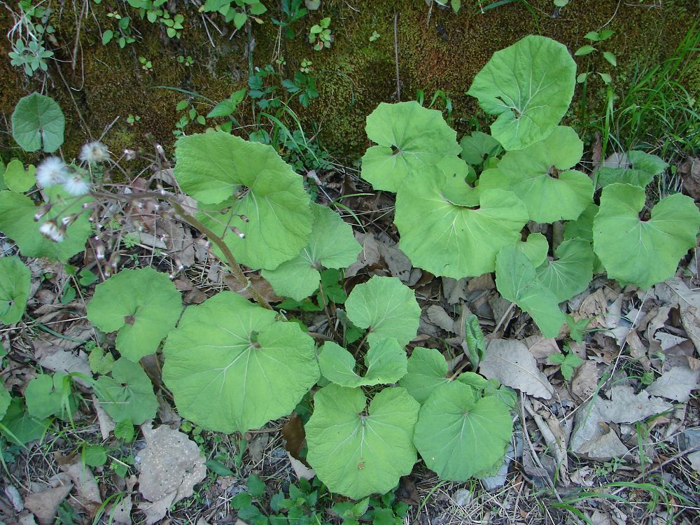 供应蜂斗菜提取物