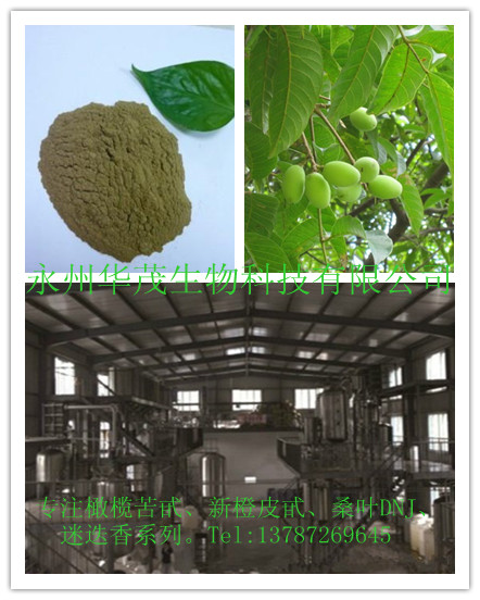 厂家供应油橄榄叶提取物  橄榄苦苷20%、40%，32619-42-4