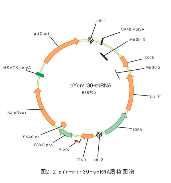 mirshRNA表达载体构建