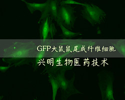 GFP阳性转基因绿色荧光大鼠 鼠尾成纤维细胞GFP-TFB