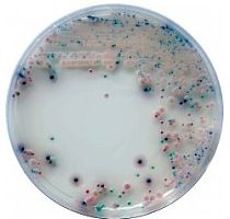 念珠菌显色培养基