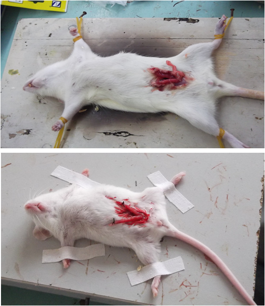 北京鼎国生物 动物实验 小鼠大鼠卵巢摘除 动物模型