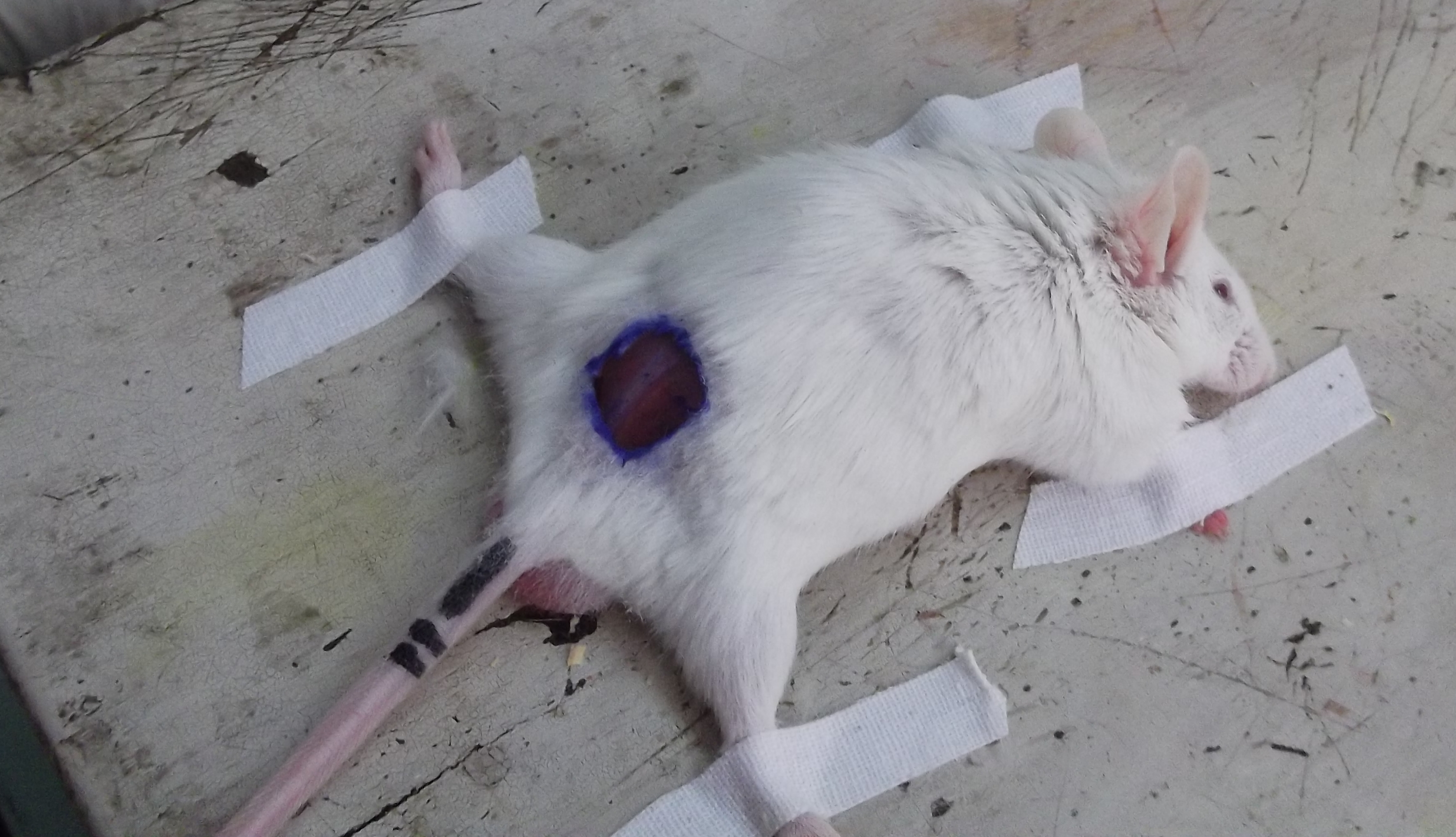 北京鼎国昌盛生物 动物实验 小鼠创伤模型