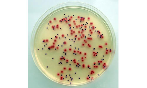 CHROMagar 李斯特菌显色培养基