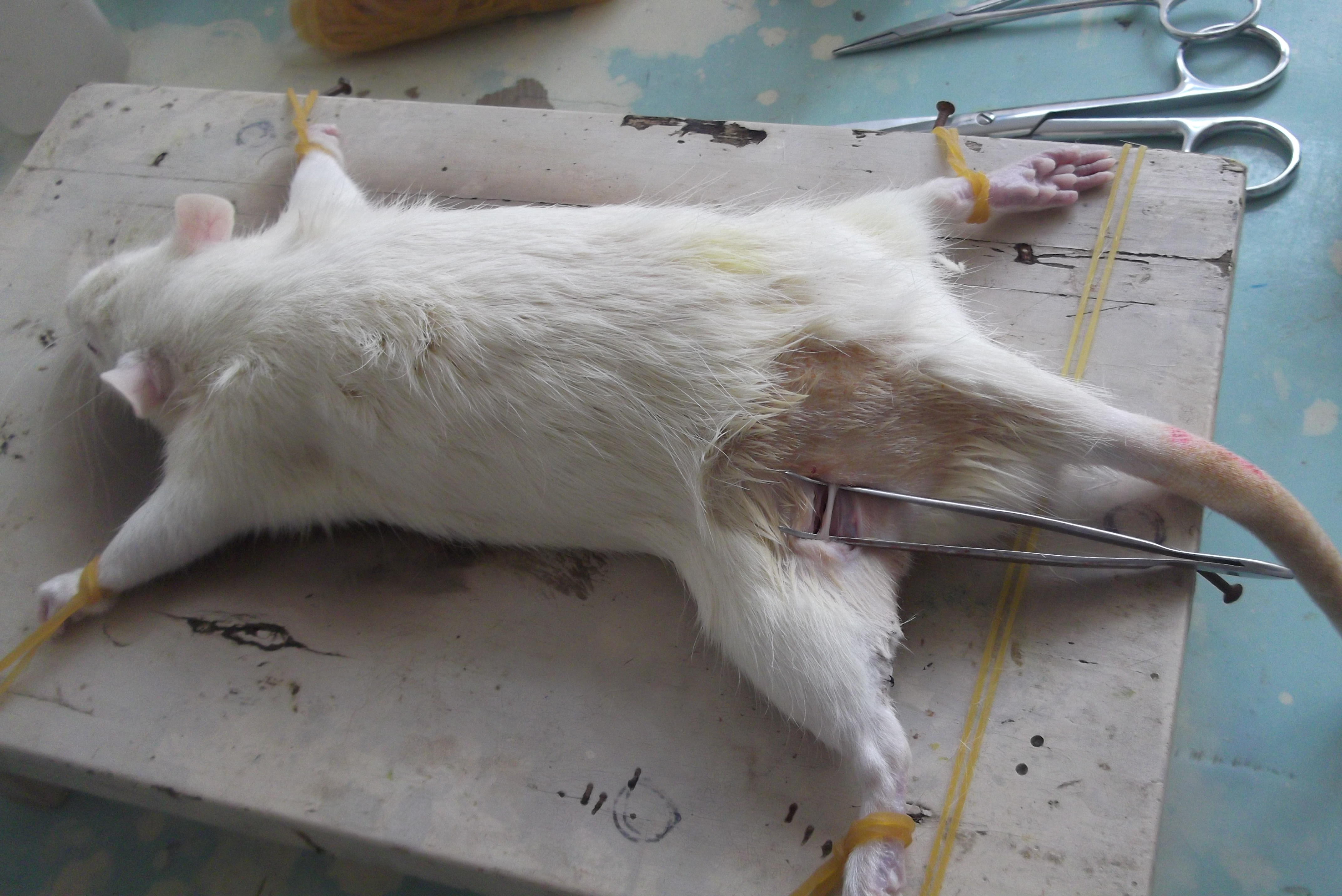 北京鼎国生物 动物实验 大鼠胫神经损伤模型