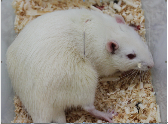 北京鼎国生物 动物实验 静脉插管大鼠