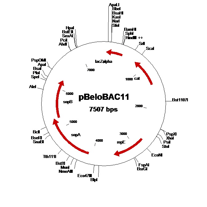 ★★★供应多种大片段克隆BAC载体----pbeloBAC11，pBACe3.6 ，pcc1BAC