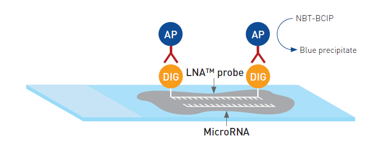 microRNA原位杂交实验