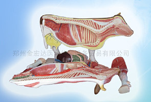 供应人体解剖模型，动物解剖模型