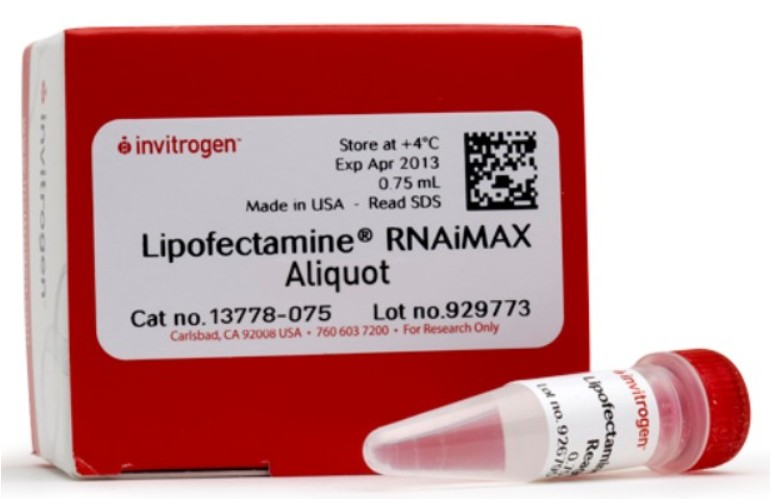 Lipofectamine™ RNAiMAX转染试剂