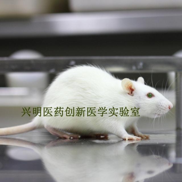 GFP阳性转基因绿色荧光SD rat大鼠