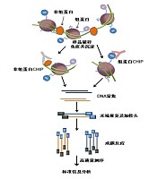 ChIP染色质免疫共沉淀（ChIP）技术服务