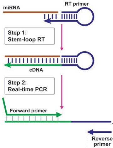 microRNA qPCR定量检技术测服务