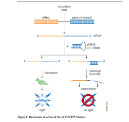 靶基因鉴定:luciferase报告基因表达载体的构建与检测技术服务