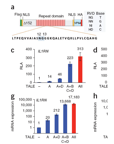 泰热I代 TALE-VP64人工转录激活因子--用于基因过表达--特别适合大基因(3k)研究