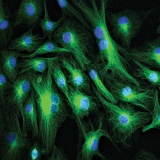 细胞免疫荧光Confocal检测