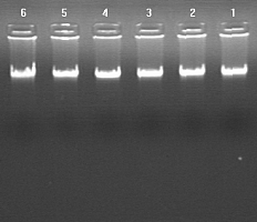 精子基因组DNA提取试剂盒