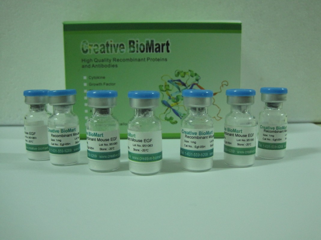 Recombinant Mouse S100 Calcium Binding Protein A6 (Calcyclin)
