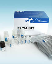 Pig Betaine--homocysteine S-methyltransferase 1(BHMT) ELISA kit