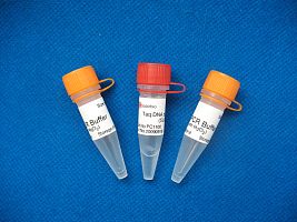 Taq DNA Polymerase（含10x PCR buffer，预混氯化镁）