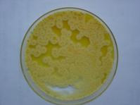 李斯特氏菌显色培养基