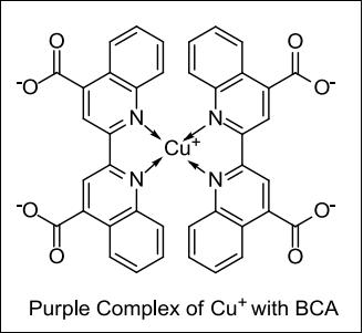 BCA定量蛋白浓度检测试剂盒