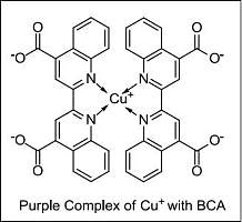 BCA定量蛋白浓度检测试剂盒