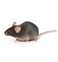 基因工程定制大鼠丨小鼠