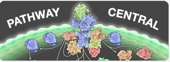 细胞因子&受体PCR芯片 Chemokines & Receptors PCR Array