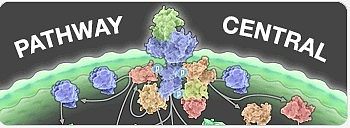 伤口愈合PCR芯片Wound Healing PCR Array