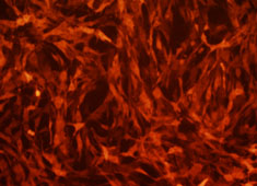 OriCell® F344大鼠骨髓间充质干细胞-RFP