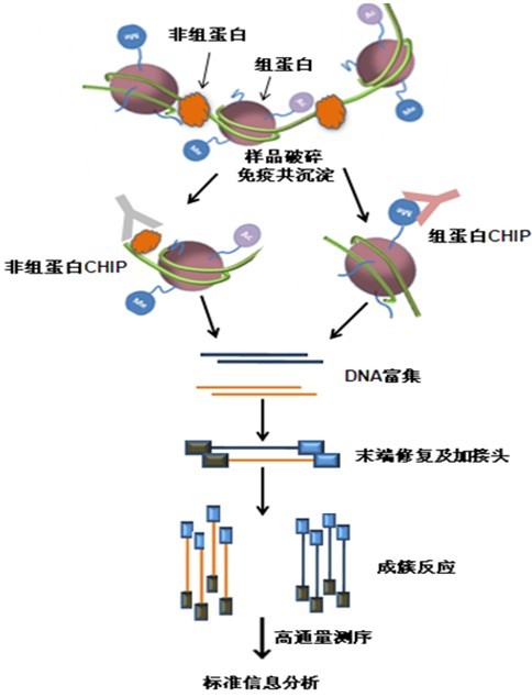 染色质免疫沉淀 ChIPSeq 测序