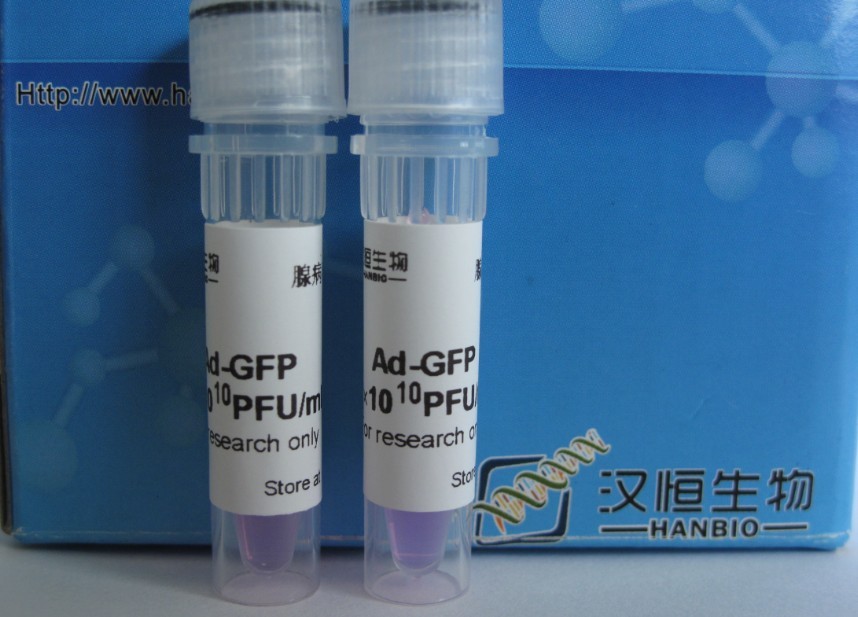 eGFP对照腺病毒包装（1×10E12 PFU）