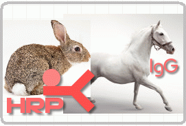 HRP标记兔抗马IgG(H+L)
