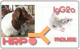 HRP标记羊抗鼠IgG2a