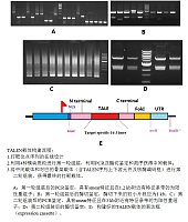 TALEN载体构建-开学促销