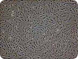 小鼠胚胎成纤维细胞 (CF-1 MEF)