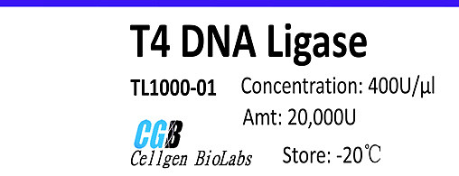 T4 DNA Ligase (T4 DNA连接酶）
