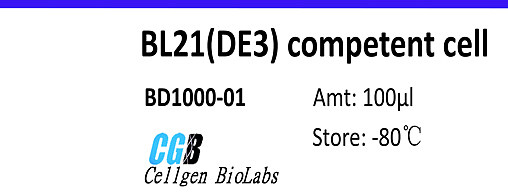 感受态细胞 BL21（DE3）