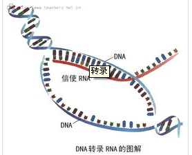 高通量简化基因组测序