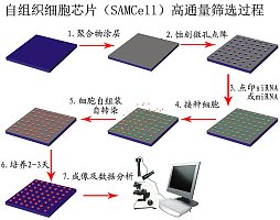 自组装细胞芯片SAM cell 高通量筛选