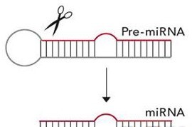 Pre-miR™ miRNA 前体 miRNA precusor （老客户5折促销）